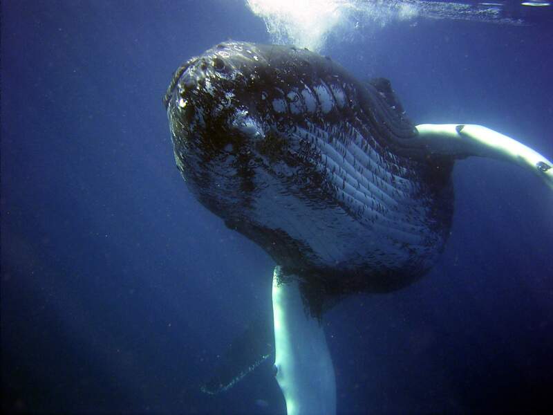3 - Les baleines à bosse montrent un rétablissement exceptionnel