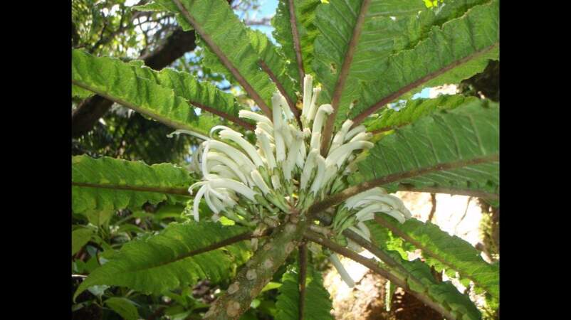 Bonus - Un végétal hawaiien aux fleurs blanches uniques 
