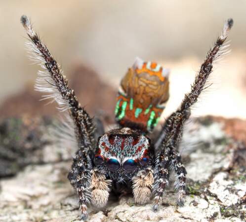 2 - Des araignées paons pleines de couleurs en Australie