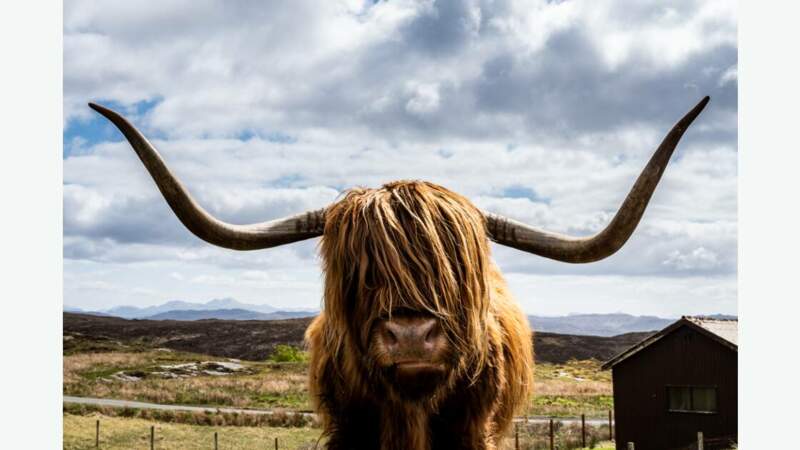 La Highland Cattle : la vache des Highlands 