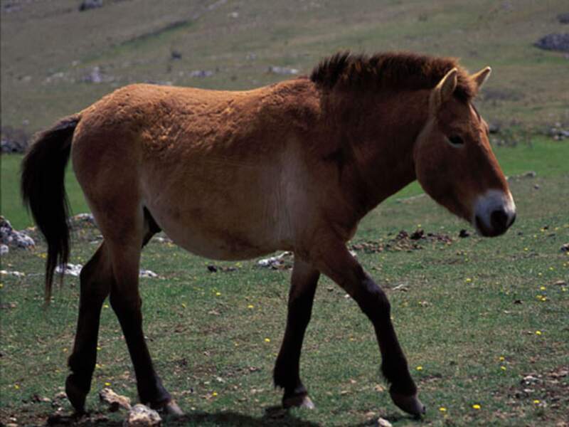 Le cheval de Przewalski