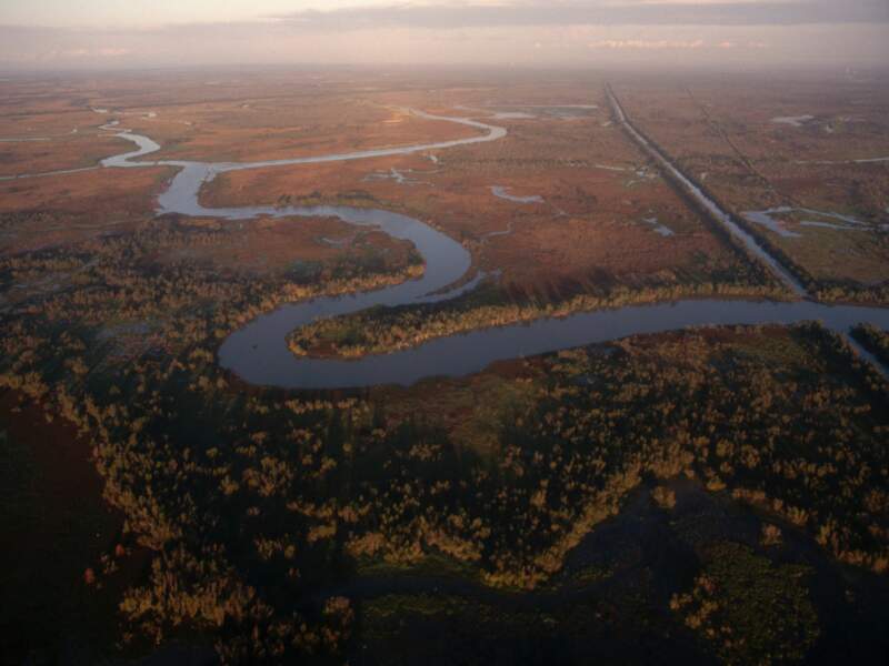 Les marais de Louisiane ont été gravement atteints par la marée noire (Etats-Unis).