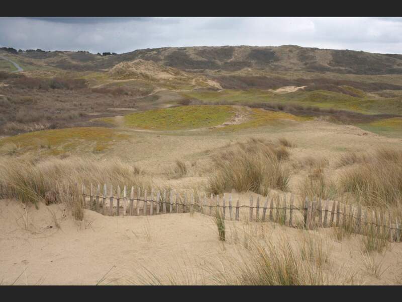 Une clôture plantée dans le sable des dunes d’Hatainville, dans la Manche (Basse-Normandie, France).  