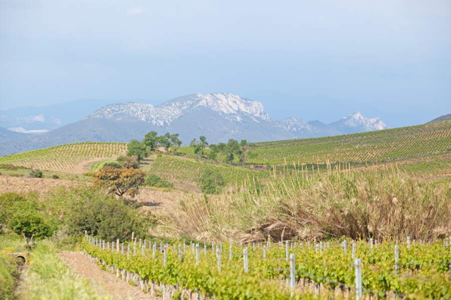 Le vignoble des Corbières, situé entre Narbonne et Carcassonne, est une appellation d'origine contrôlée (AOC) depuis 1985 (France, Languedoc-Roussillon).