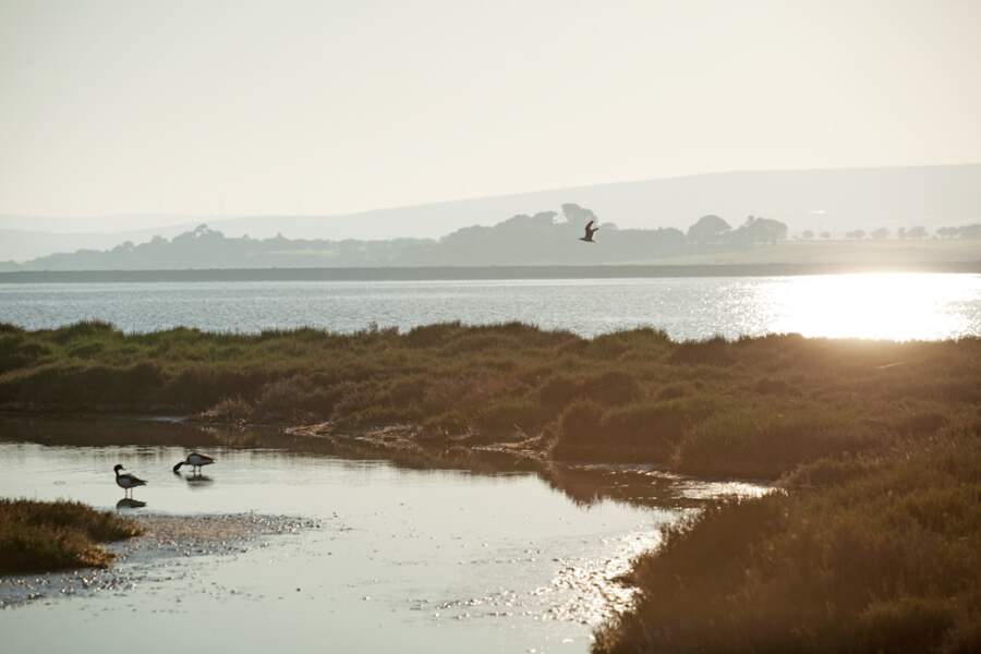 Les lagunes de l’Hérault sont peuplées par 250 espèces d’oiseaux (France, Languedoc-Roussillon).