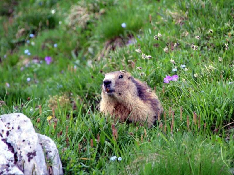 Marmotte aperçue dans le parc de la Vanoise, en Savoie (Rhône-Alpes). 