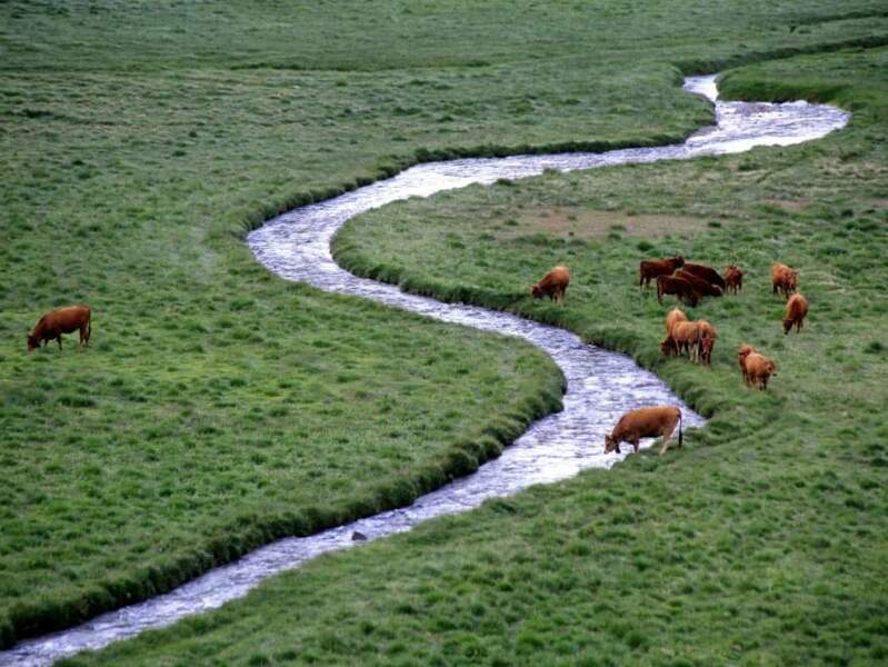 Vaches tarines sur le plateau d'Aussois, dans le parc de la Vanoise, en Savoie (Rhône-Alpes). 