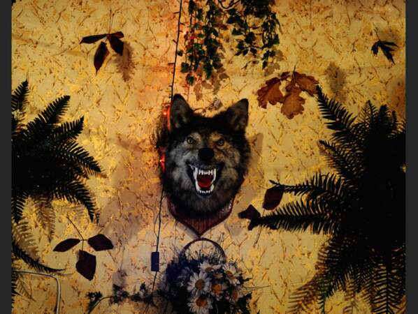 Tête de loup dans une discothèque de Radynka, en Ukraine.