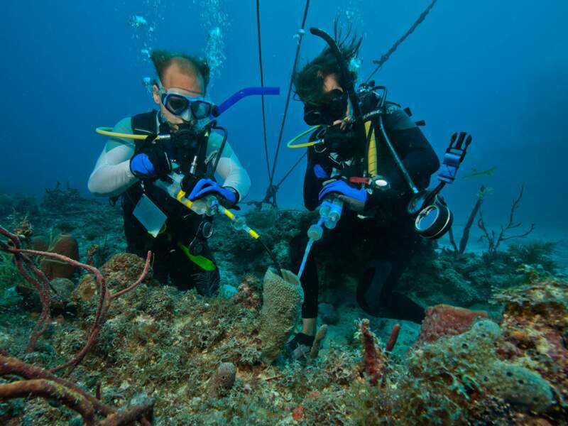 Deux plongeurs étudient une éponge-tubulaire.