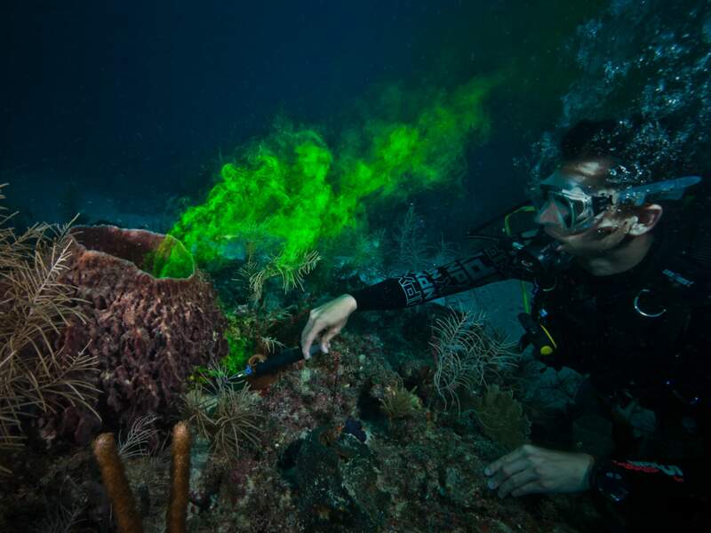 Un plongeur étudie la quantité de CO2 rejetée par une éponge-vase.