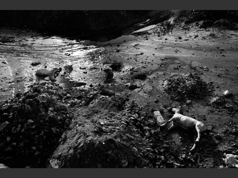 Des cadavres d'animaux jetés dans le lit du fleuve Wadi Gaza, dans la bande de Gaza