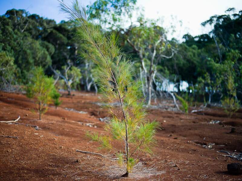 Plantation d'arbres sur l'île de Pâques, au large du Chili