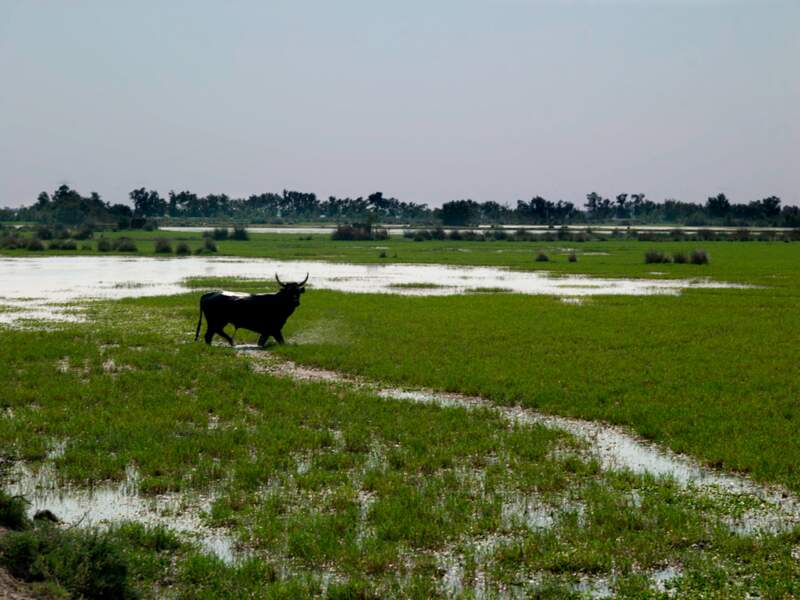 Un taureau dans un paysage typique de Camargue