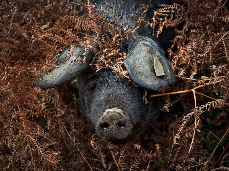Le porc noir de Bigorre vit au pied des Pyrénées, à quelques kilomètres de Tarbes, dans le Sud-Ouest de la France