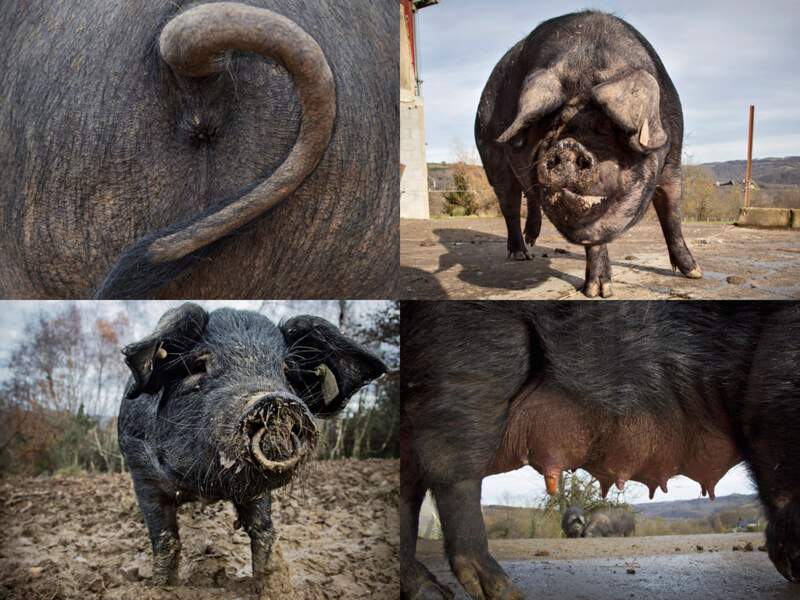 La morphologie du cochon noir de Bigorre (Sud-Ouest de la France) est adaptée au territoire