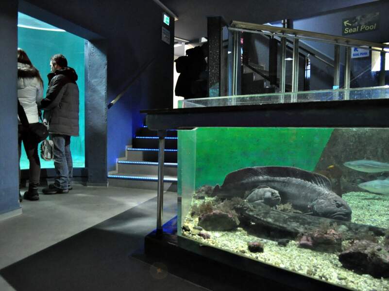 L’aquarium du Polaria, à Tromsø, en Norvège. 
