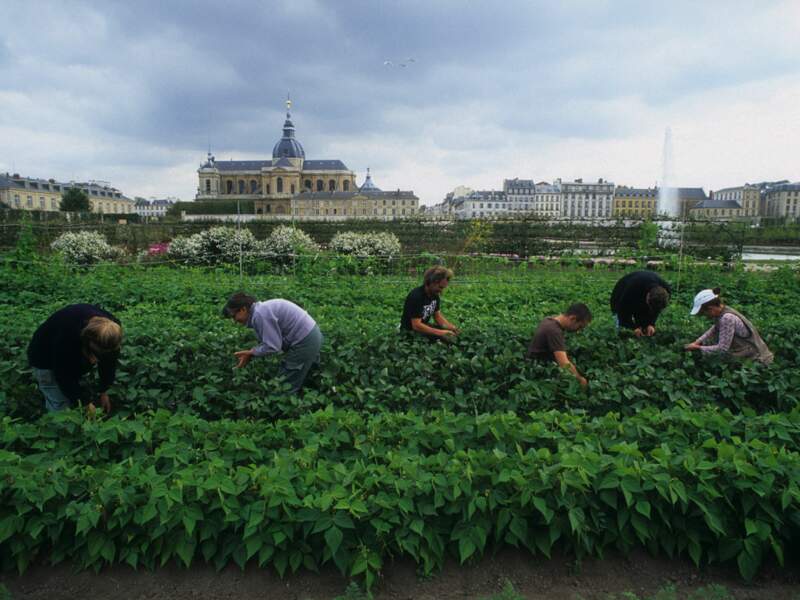 Les jardiniers du Potager du roi au travail, à Versailles (Yvelines, France).