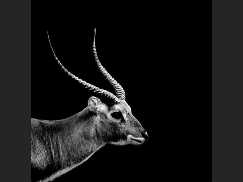 Une antilope photographiée au zoo de la Bourbansais, en Bretagne.