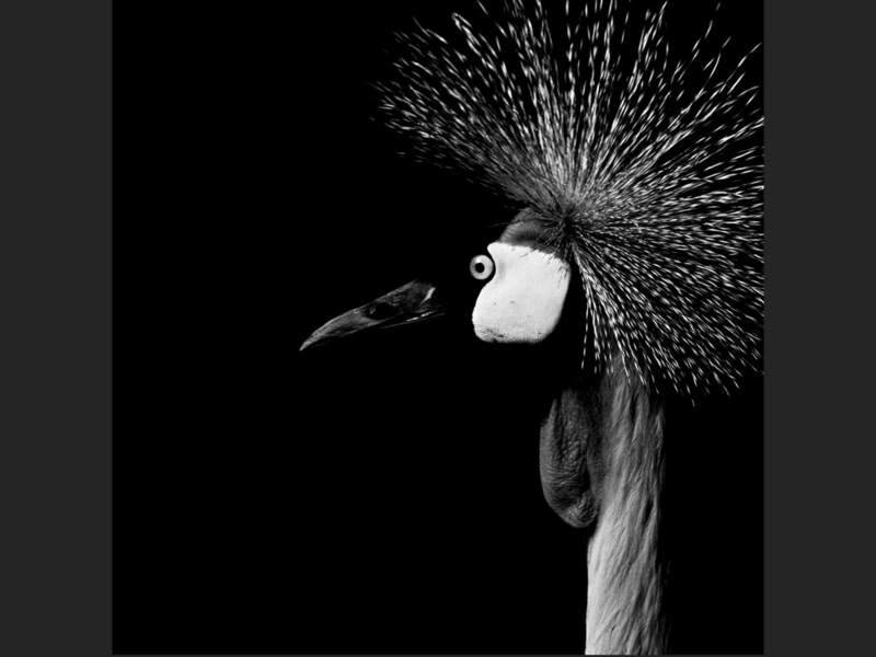 Cet étrange oiseau est une grue royale, photographiée au zoo de la Bourbansais, Ille-et-Vilaine (Bretagne).