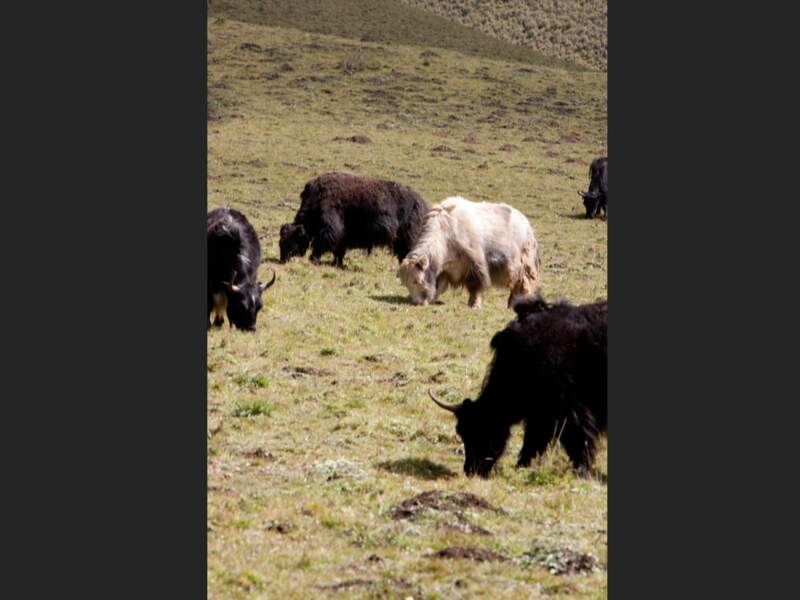 Des yacks paissent dans les hauts plateaux de l'Amdo, en Chine.