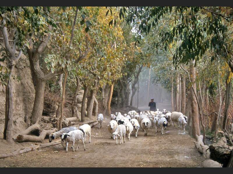Troupeaux de moutons à Khotan, au Xinjiang