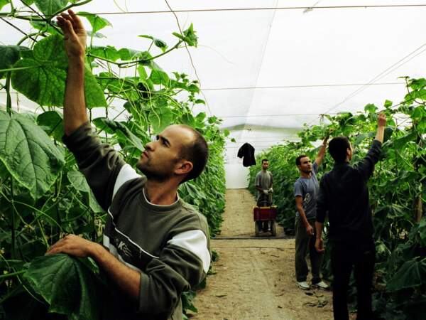 Ces travailleurs font partie d'une minorité dans la région, les Marocains détenteurs du permis de résidence.