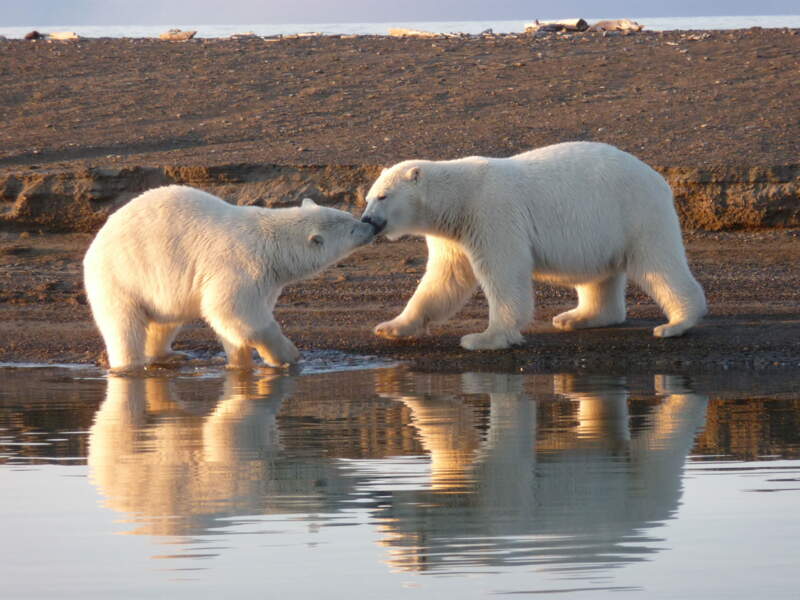 Alaska Le Crepuscule Des Ours Geo