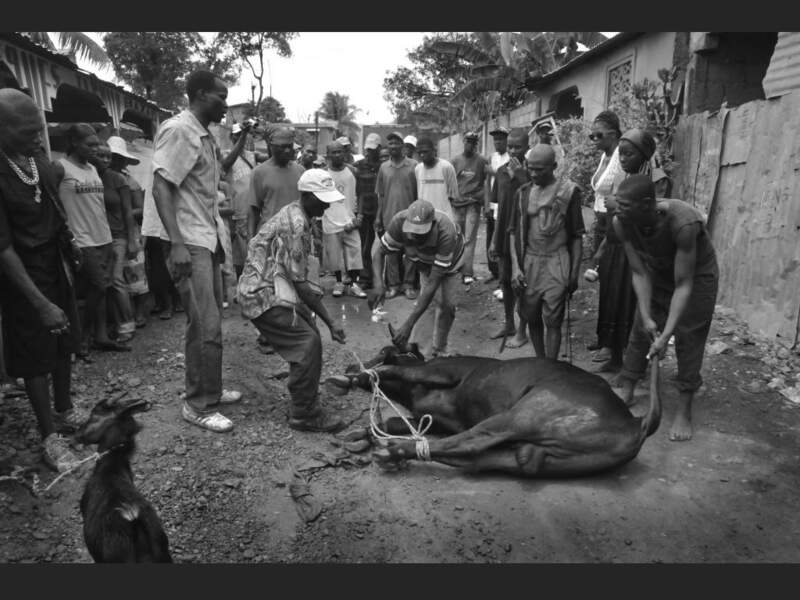 Le taureau est attaché en vue d'être sacrifié (Haïti).