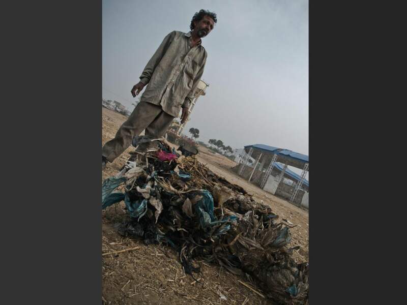 Chaque mois, Sohan Lal, l'équarrisseur, transporte plus d'une quinzaine de cadavres de vaches jusqu'au cimetière, à Pushkar, au Rajasthan, en Inde.