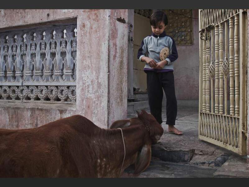 Un jeune garçon offre un chapati à une vache sacrée, à Pushkar, au Rajasthan (Inde).