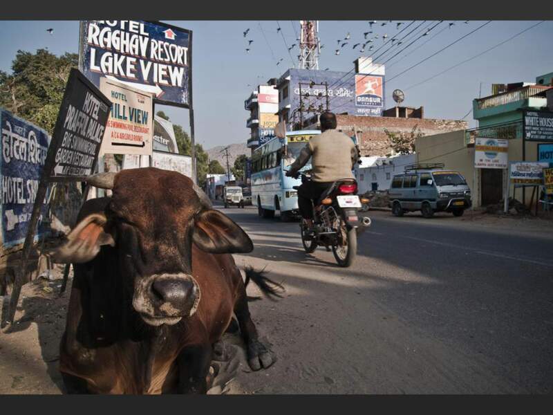 Une vache sacrée, dans une rue de Pushkar, au Rajasthan (Inde).