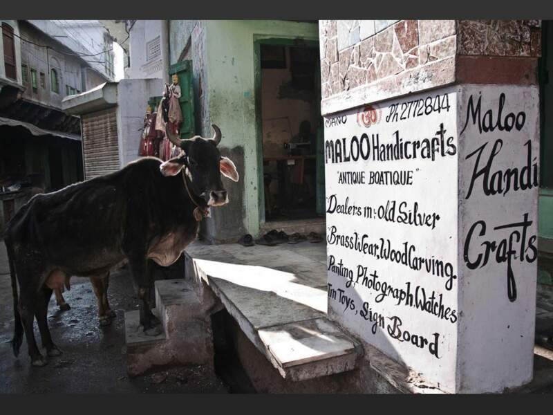 Trop sacrées pour être tuées, mais trop chères à entretenir, les vaches vivent par centaines dans les rues de Pushkar, au Rajasthan (Inde).