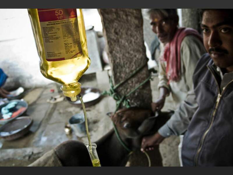 Une vache malade, à Pushkar, au Rajasthan, en Inde.
