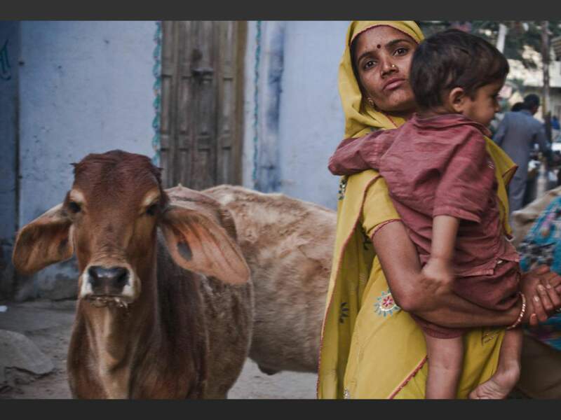 Quelque trois cents vaches sacrées envahissent les rues de Pushkar, au Rajasthan (Inde).