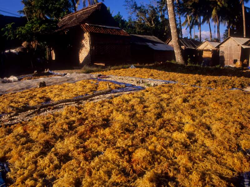 Algues qui sèchent au soleil sur l’île de Nusa Lembongan, en Indonésie