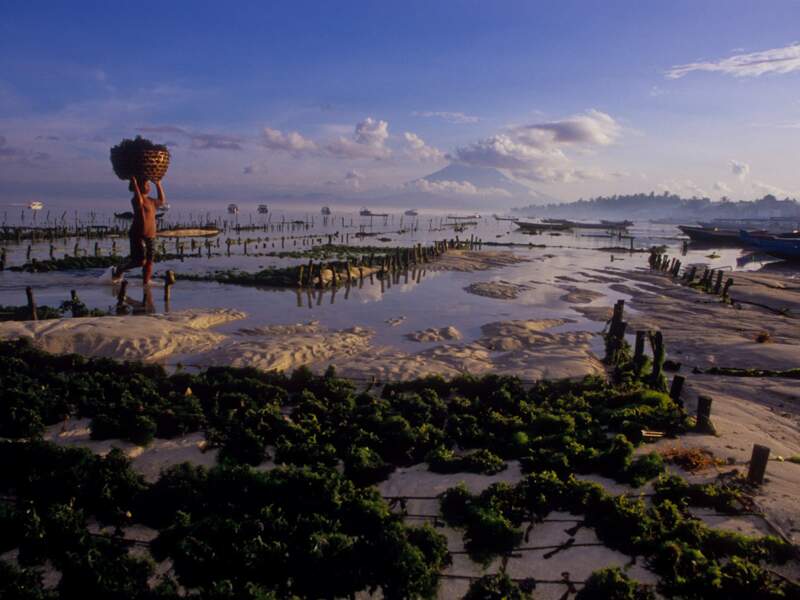 Champ d’algues sur l’île de Nusa Lembongan, en Indonésie