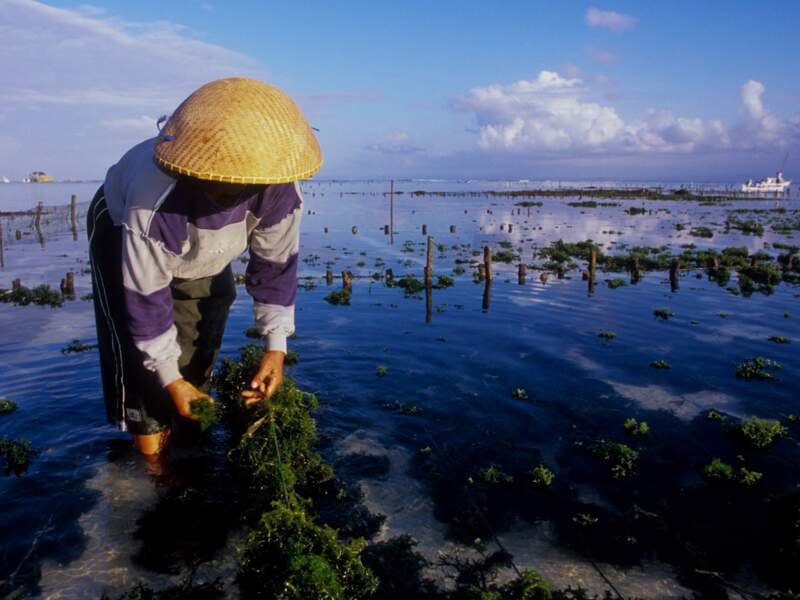 Installation des algues sur l’île de Nusa Lembongan, en Indonésie