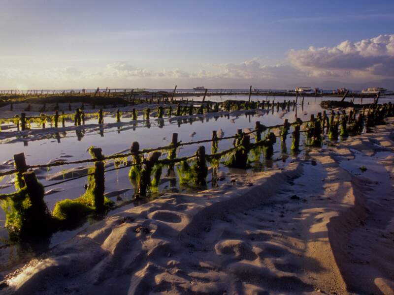 Champs d’algues à marée basse sur l’île de Nusa Lembongan, en Indonésie