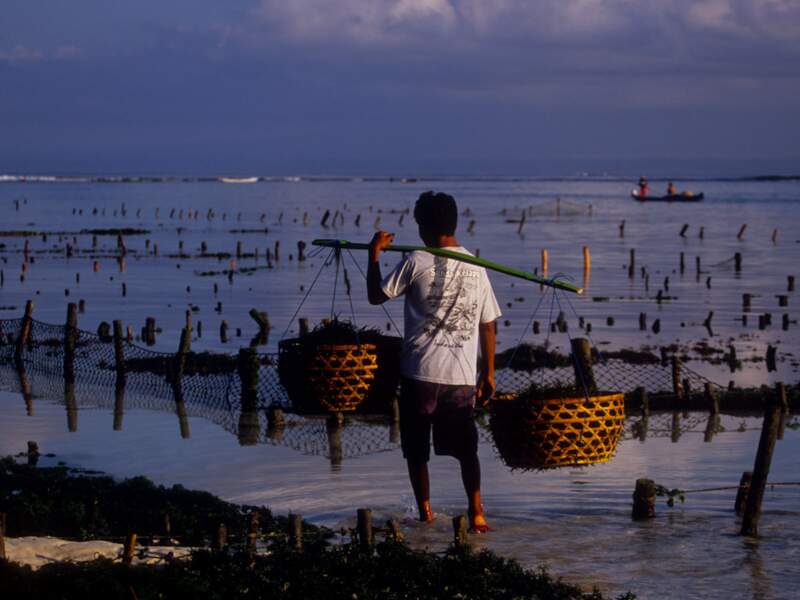 Transport des algues sur l’île de Nusa Lembongan, en Indonésie