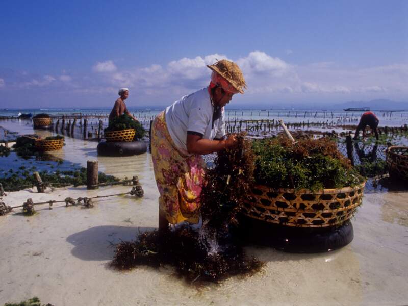 Tri des algues sur l’île de Nusa Lembongan, en Indonésie