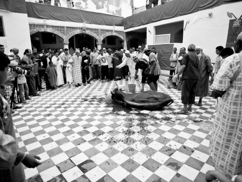 La mise à mort du taureau lors du moussem des Hamadcha d'Essaouira, au Maroc.
