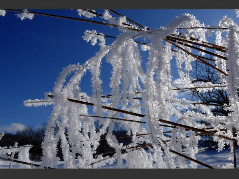 Branches recouvertes de neige à Brénod, dans l'Ain, en France.