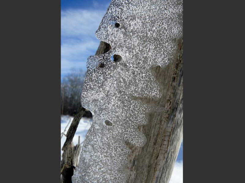 Plaque de glace contre un tronc, à Brénod dans l'Ain, en France.