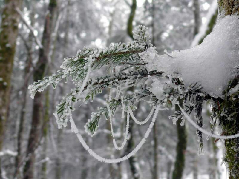 Branche de sapin recouverte de neige, à Brénod dans l'Ain, en France.