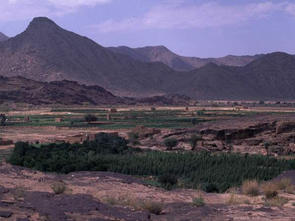 Culture du qat dans les montagnes de Sa’dah, au nord du Yémen.