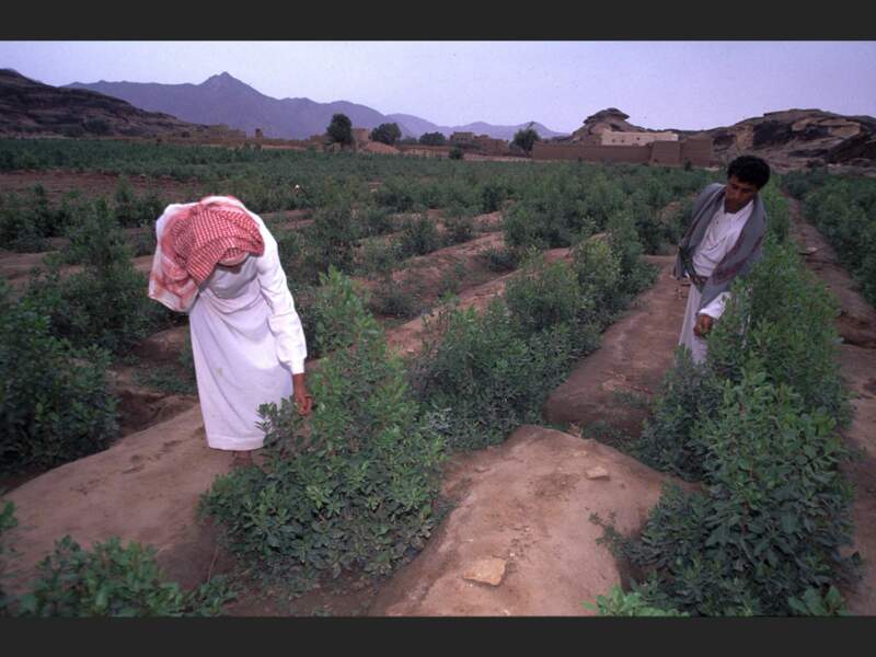 Plantation de qat dans les montagnes de Sa’dah, au nord du Yémen.