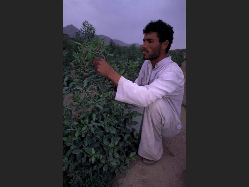 Plante de qat dans la région des montagnes de Sa’dah, au nord du Yémen.