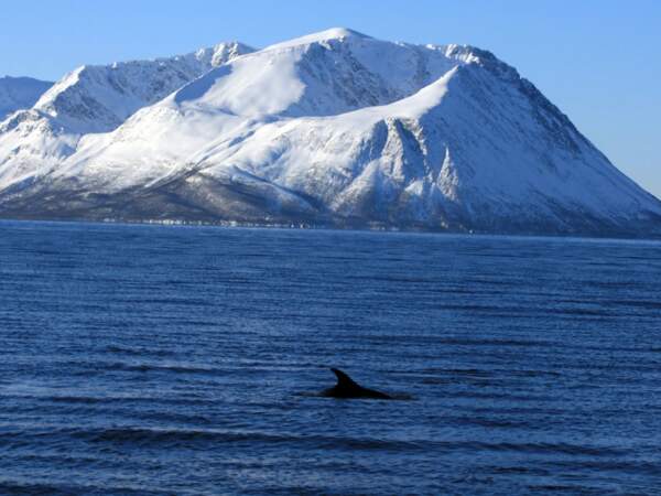 Dauphins dans les fjords de Lyngen, Norvège