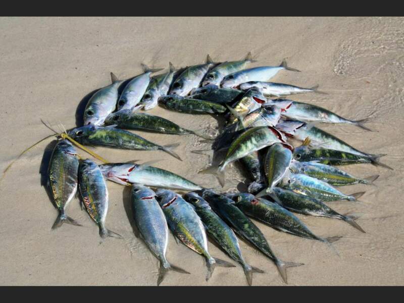 Collier de poissons, à Ouvéa, en Nouvelle-Calédonie