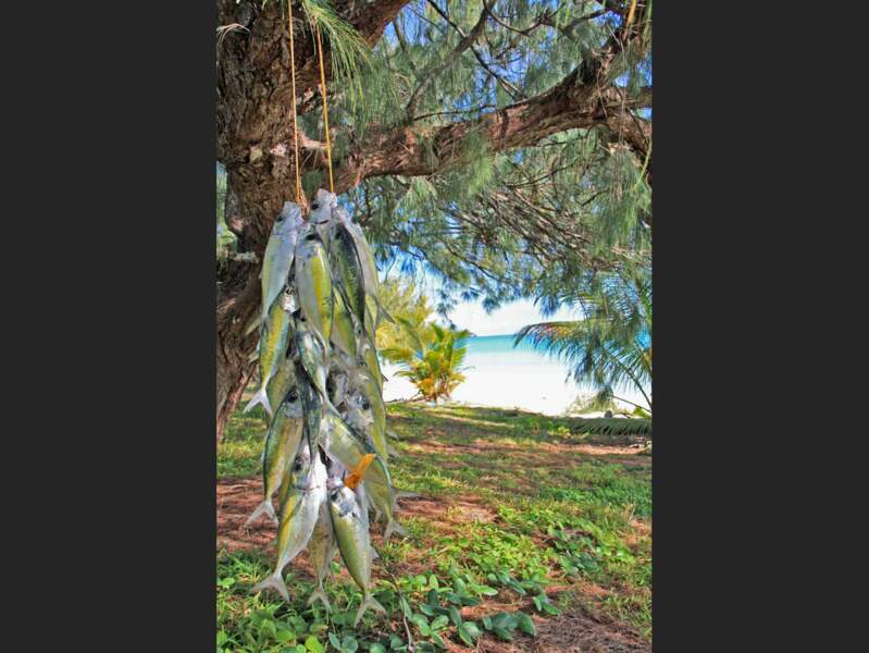 Maquereaux suspendus, à Ouvéa, en Nouvelle-Calédonie